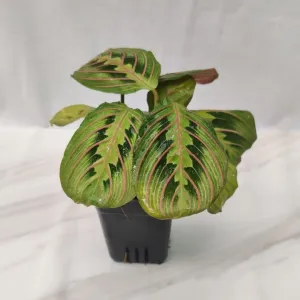 Calathea Maranta Red Vein Plant